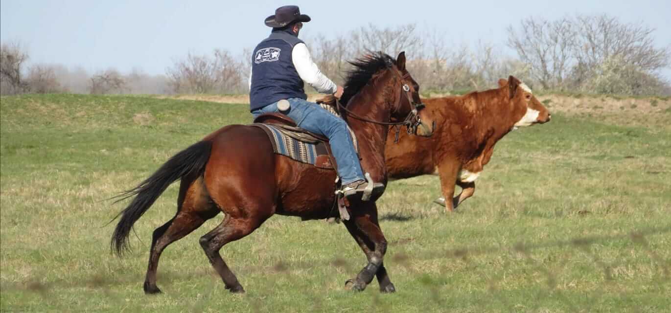 Fekete Lovastanya életkép